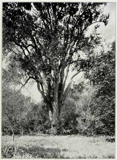 Big tree, Hamlin Home, Audubon County, Iowa