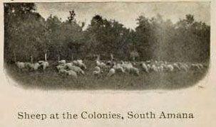 Sheep at the Colonies, South Amana, Huebingers Guide Iowa, page 4